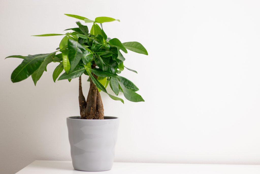 bien entretenir pachira